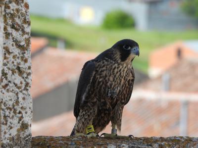 Halcón peregrino joven en libertad tras su suelta en Torija (Guadalajara) en 2021 (foto: Ángel del Pazo y Guillermo Doval).