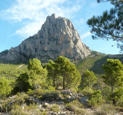 Descubierto en Alicante el primer nido antiguo de quebrantahuesos de la Comunidad Valenciana