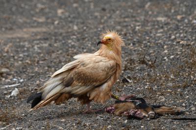 Hembra adulta de guirre junto a una carroña. La anilla de PVC en su pata derecha permite identificarla a distancia (foto: Manuel de la Riva).