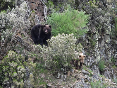 Pareja de osos durante el celo primaveral. El macho es mucho mayor que la hembra y tiene el pelaje más oscuro (foto: FOP).