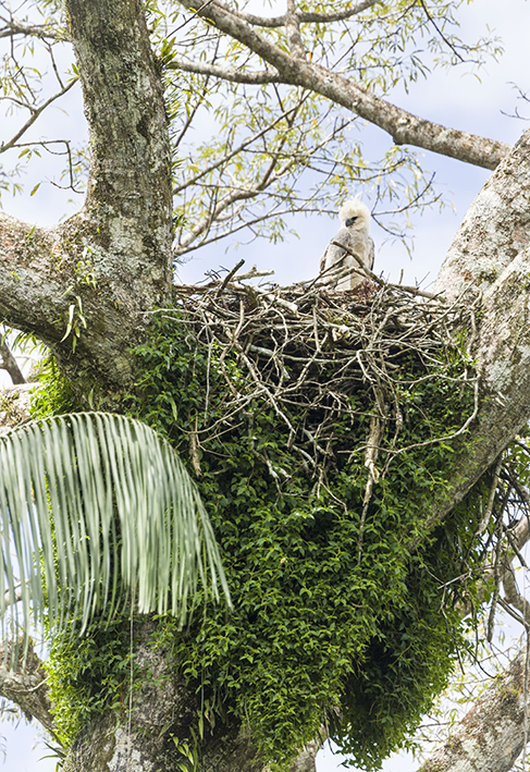 La altura convierte en inaccesible a este nido de águila harpía de la Reserva Biológica Limoncocha, en la Amazonía ecuatoriana, ocupado por un pollo de unos cuatro meses (foto: Jorge Vera).