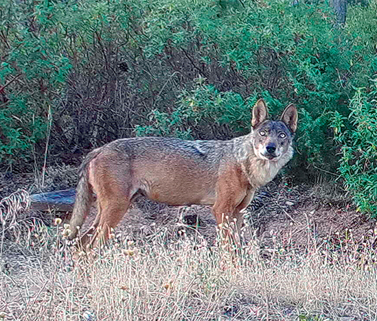 Veterana hembra reproductora de lobo, cuyo territorio en el Sistema Central abarcaba una amplia superficie en tres provincias. Imagen de fototrampeo (foto: Observatorio del Estado de Conservación del Lobo).