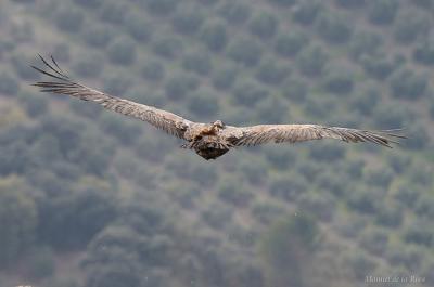 Buitre leonado con un dispositivo GPS afianzado al dorso (foto: Manuel de la Riva).