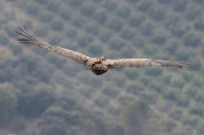 Buitre leonado con un dispositivo GPS afianzado al dorso (foto: Manuel de la Riva).