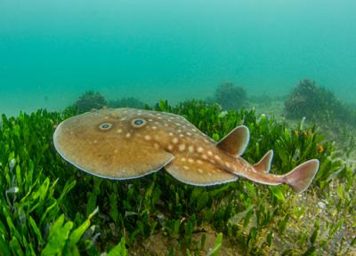 Tiburones y rayas del Mediterráneo español