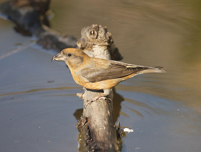 Macho de piquituerto posado en un bebedero. Cruza su pico hacia la derecha, de manera que es diestro (foto: Jordi Muntaner).