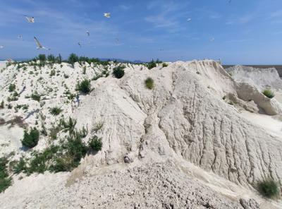 Varias gaviotas de Audouin sobrevuelan la colonia de cría que han asentado sobre los montones de feldespatos que regularmente se descargan en el Puerto de Castellón (foto: Jorge Crespo).