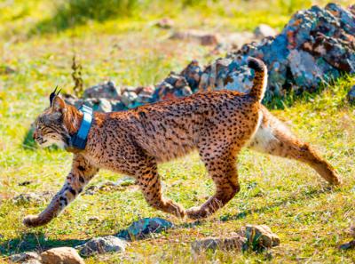 Un lince ibérico con collar GPS desciende por una ladera (foto: Juan Carlos Muñoz / Adobe Stock).