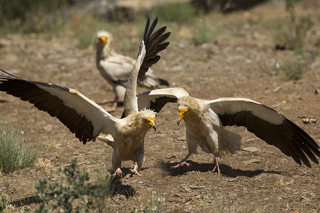 Disputa entre alimoches por una zona del comedero donde abundan las larvas de mosca, recurso muy apreciado durante la crianza de los pollos 