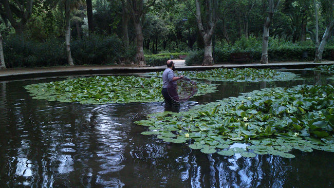 Un técnico coloca una nasa para la captura de galápagoso exóticos en el Turó Park, de Barcelona (foto: Galanthus).