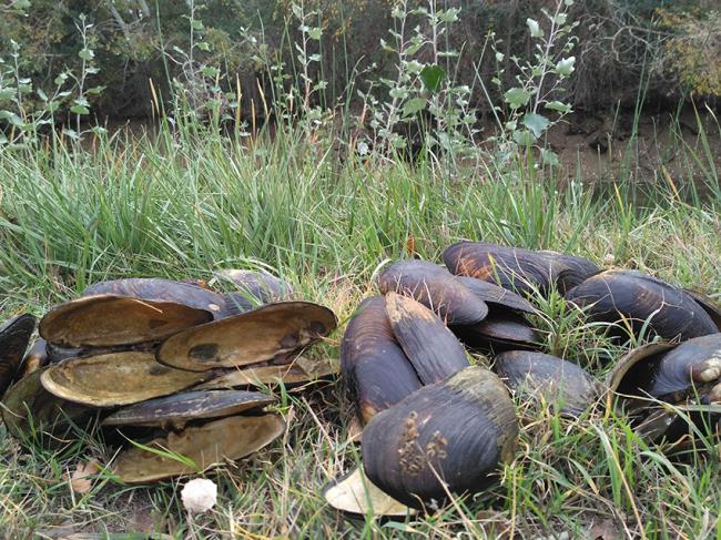 Por desgracia, desde el año 2013 es frecuente encontrar en el Canal Imperial de Aragón centenares de ejemplares muertos de margaritonas (M. Auricularia). Foto: Joaquín Guerrero, Keiko Nakamura y Ester Ginés.