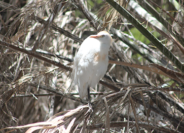 Una garcilla bueyera descansa posada en una palmera de la colonia de cría de la especie existente en Arrecife (Lanzarote). Foto: Pablo Gustems.