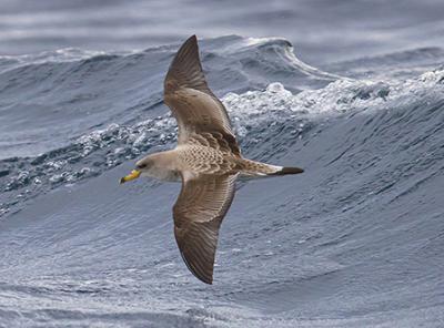 Pardela cenicienta atlántica (Calonectris borealis) capeando el temporal frente a las costas de Ceuta, antes de cruzar el Estrecho de Gibraltar rumbo al Atlántico (foto: José A. Lapeña).