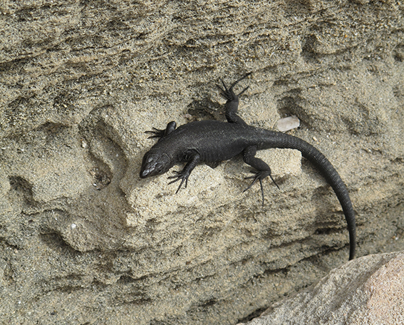 Una lagartija balear regula su temperatura al sol sobre una roca de arenisca (foto: G. Tavecchia).