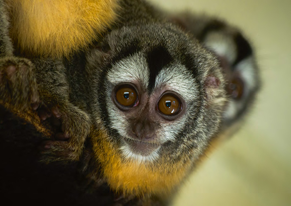 El nombre científico del mono miriquiná (Aotus azarae), un primate neotropical de hábitos nocturnos, está dedicado a Félix de Azara (foto: Nourdine Saad / 123RF).