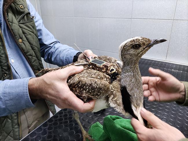 Momento del marcaje con emisor del macho de hubara canaria cuyo seguimiento ha permitido confirmar el movimiento entre islas de esta subespecie (foto: Alberto Ucero).