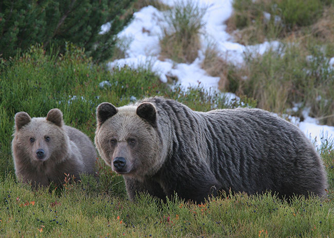 Una osa con su cría alimentándose de arándanos en los montes Tatra de Polonia (foto: Adam Wajrak).