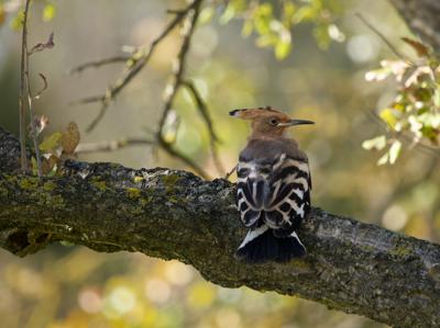 Aves silvestres que crían fuera de temporada