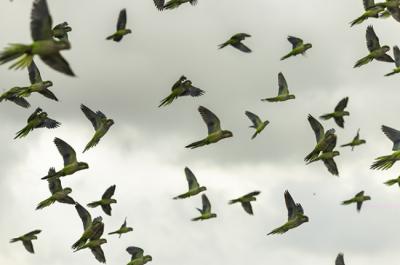 Fauna invasora y control de cotorras: un tren que estamos a punto de perder