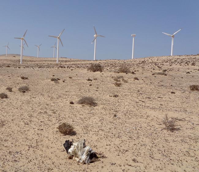 Cadáver del guirre 2XJ junto al parque eólico Cañada del Río. Fue la primera víctima registrada en este tipo de infraestructuras energéticas (foto: Agentes de Medio Ambiente del Cabildo de Fuerteventura).