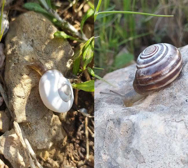 Morfo blanco (izquierda) y marrón (derecha) del caracol norteafricano Otala xanthodon en Callosa de Segura (Alicante). Foto: Aharón Marco Fenoll.