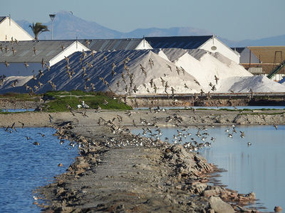 Grupo de correlimos comunes en vuelo, con las montañas de sal de las salinas de San Pedro del Pinatar (Murcia) al fondo (foto: Antonio Zamora).