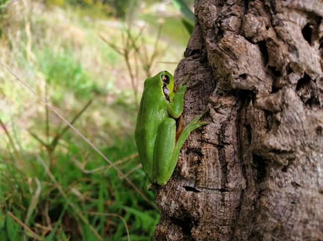 La ranita meridional es una de las siete especies de anfibios encontradas durante los muestreos en las charcas temporales (foto: Asociación Faunaturak).