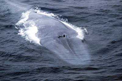 Ejemplar de ballena azul, el mayor de los cetáceos: puede llegar a superar los treinta metros de longitud (foto: Àlex Aguilar / Universitat de Barcelona).