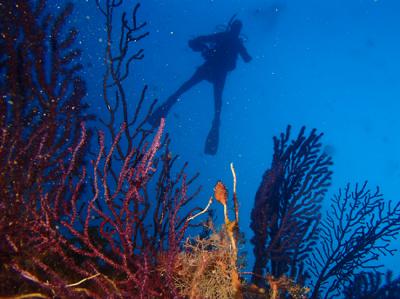 Objetivo: proteger el 30% de las aguas marinas en España