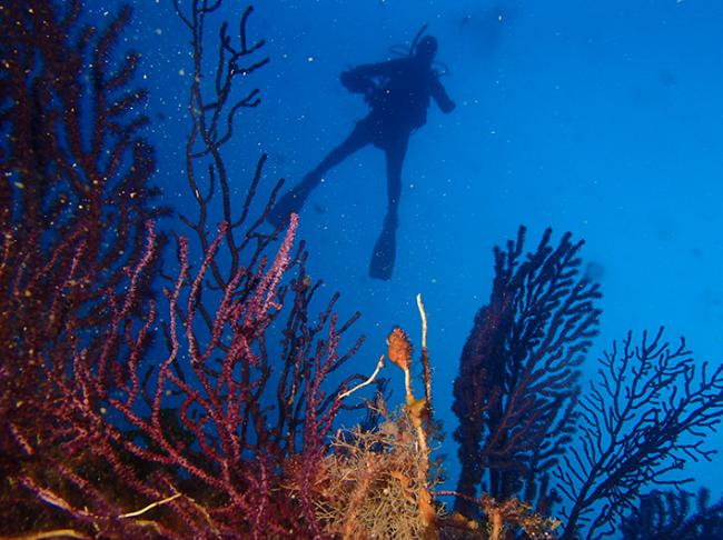 Un investigador del equipo del LIFE INTEMARES en el Instituto Español de Oceanografía bucea junto a gorgonias rojas (Paramuricea clavata) en aguas de las islas Columbretes (foto: IEO-CSIC).