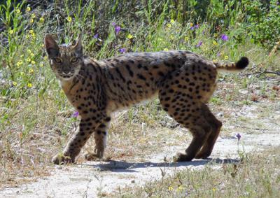 Lince ibérico joven sorprendido mientras cruza un camino (foto: Rafael Sanabria).