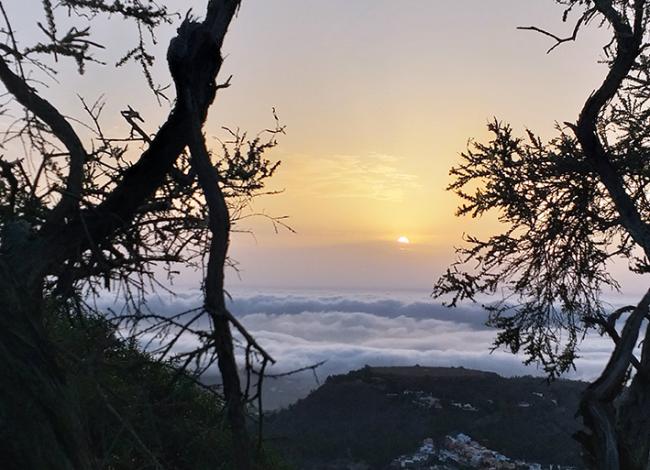 Panorámica de bosques autóctonos y mar de nubes en el entorno del pico El Rayo, en una de las zonas de Gran Canaria donde trabaja el proyecto Treemac (foto: Fundación Foresta).