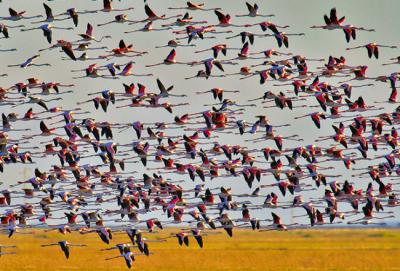 Un gran grupo de flamencos en vuelo en el Parque Nacional de Doñana (foto: Jorge Sierra / Adobe Stock).