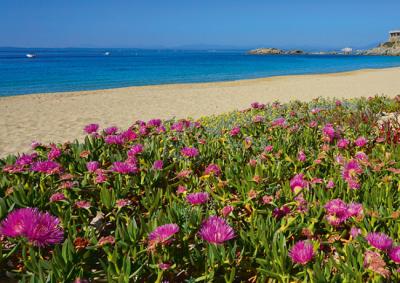 Uña de gato en la playa de L'Almadrava (Roses, Girona), en la Costa Brava (foto: dam / Adobe Stock).