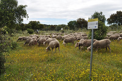 El proyecto LIFE Cañadas ha realizado movimientos ganaderos y pastoreos con rebaños colaboradores –como el de la imagen, en la vereda del Camino de San Antón a su paso por Boadilla del Monte (Madrid)– para mejorar el estado de varios tramos de vías pecuarias madrileñas (foto: José A. González).