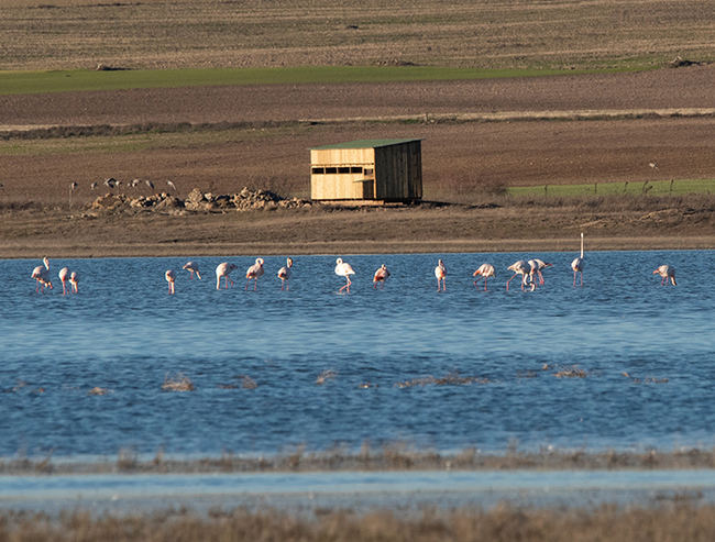 Un grupo de flamencos se alimenta en la Laguna de El Hito, junto a un observatorio de aves construido por el proyecto LIFE El Hito.