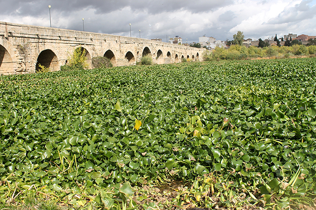 Tramo del río Guadiana junto al Puente Romano de Mérida (Badajoz) completamente invadido por el camalote en 2012 