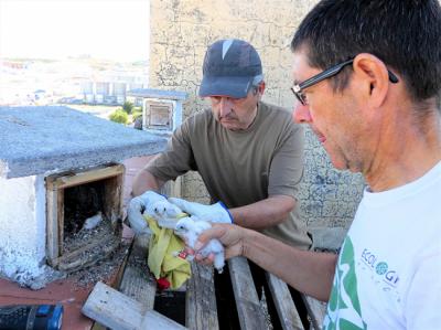 Miembros de Groden-Ecologistas en Acción introducen dos pollos de cernícalo primilla en un nidal del silo de Baena (Córdoba), una vez anillados (foto: José María Ayala).