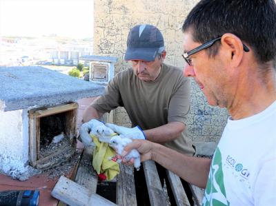 Los amigos del cernícalo primilla: repaso a los proyectos que velan por esta rapaz