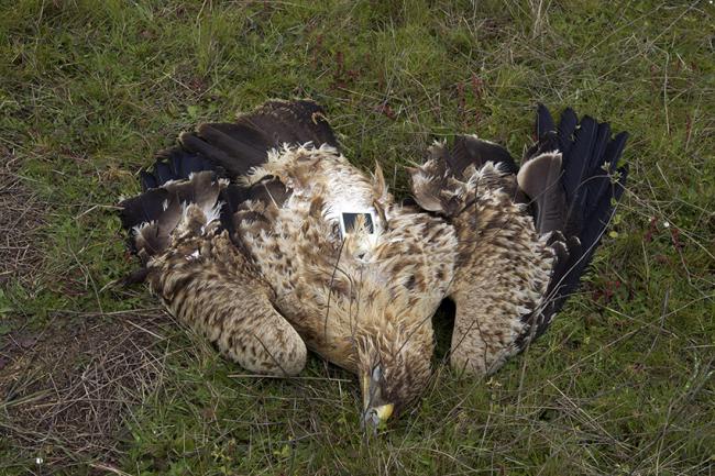 Ejemplar joven de águila imperial marcado con un emisor y hallado muerto por veneno en 2016 en el término municipal de Reina (Badajoz). Foto: Roberto Sánchez Mateos.