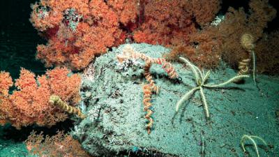 Fondos marinos del Cantábrico a más de 1.000 metros de profundidad donde habitan las esponjas carnívoras y sus gusanos simbiontes (foto: J. Cristobo).