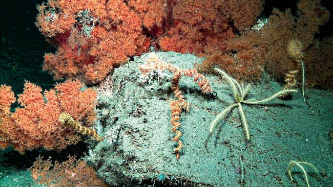 Fondos marinos del Cantábrico a más de 1.000 metros de profundidad donde habitan las esponjas carnívoras y sus gusanos simbiontes (foto: J. Cristobo).