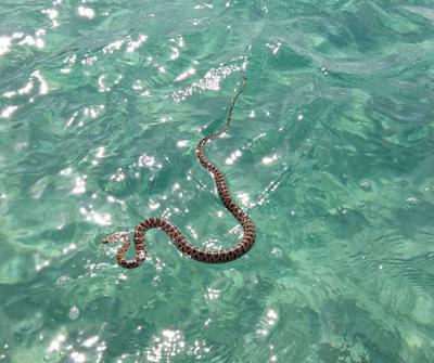 Culebra de herradura nadando en aguas de la Cala de Sant Vicent, en la isla de Ibiza (foto: Daniel Ferrer).