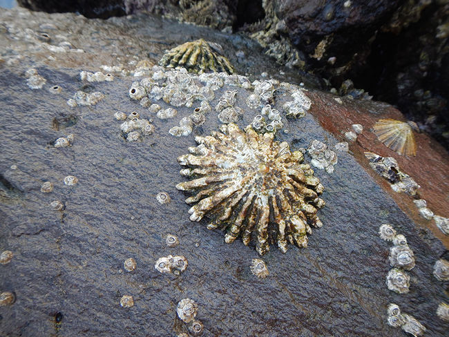 Varias lapas ferruginosas, con sus características costillas radiales, permanecen adheridas al sustrato rocoso donde viven durante la marea baja (foto: LIFE REMoPaF).