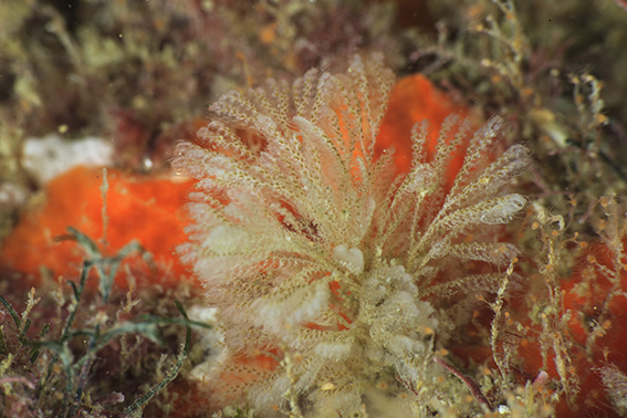 Ejemplar del briozoo Bicellariella ciliata, presente en fondos rocosos del Monumento Natural das Ilhas Cagarras (Río de Janeiro, Brasil). Foto: Athila Bertoncini / Projeto Ilhas do Rio.