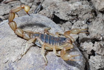 Típica postura defensiva de un escorpión del género Buthus (foto: Paco Alarcón).