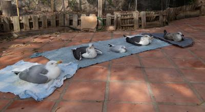 Las tres especies de gaviotas más afectadas por el síndrome parético en un centro de recuperación. De izquierda a derecha: patiamarilla, dos sombrías con una reidora entre medias, y un joven de gaviota sombría (foto: Salvador García).