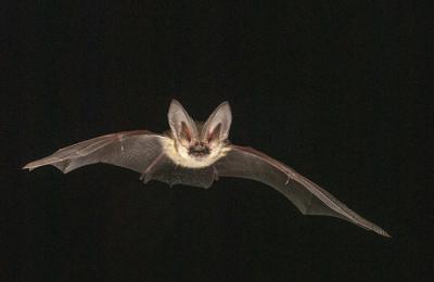 Murciélago orejudo (Plecotus austriacus) en vuelo. Se trata de una especie forestal, abundante en las sierras de Cazorla, Segura y Las Villas (foto: Joxerra Aihartza).