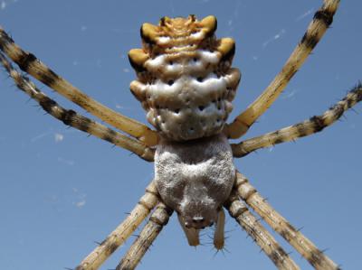 Vista dorsal de un adulto de Argiope lobata. El aspecto lobulado del abdomen es un rasgo típico de esta especie (foto: J. Manuel Vidal-Cordero).