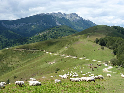 Aprovechamiento ganadero –ovejas y caballos– en la ZEC Aizkorri-Aratz (Gipuzkoa y Álava). Foto: Equipo LIFE Oreka Mendian.